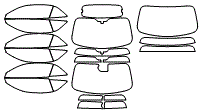 Tint Kit pattern for the 2015 Ford Mustang