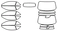 Tint Kit pattern for the 2026 Ford Mustang